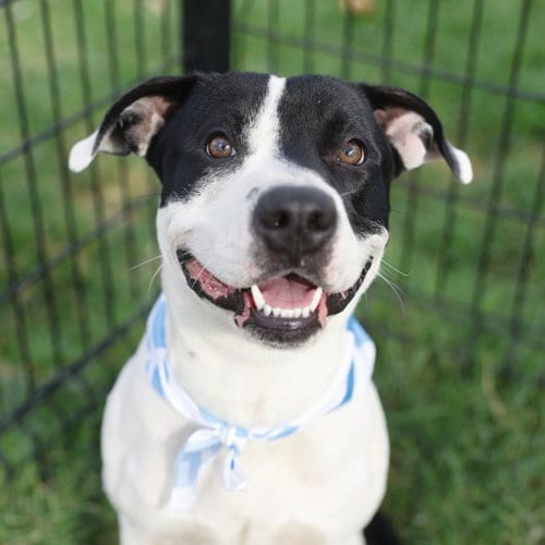 Photo of Tonka, adoptable American Staffordshire Terrier in San Antonio, Texas