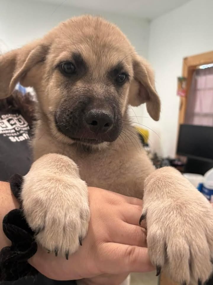 Photo of Axel, adoptable Anatolian Shepherd in Ocala, Florida