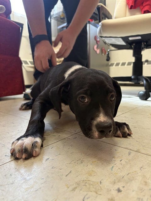 Photo of Mini Tipper, adoptable Staffordshire Bull Terrier in Brewster, Massachusetts