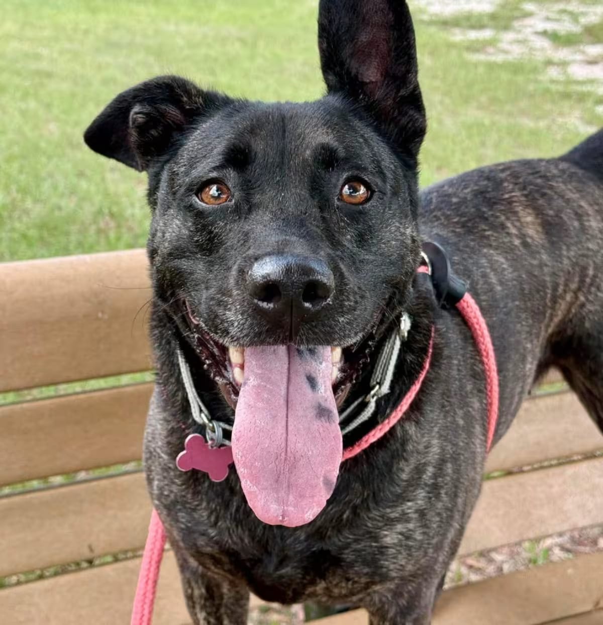 Photo of August, adoptable Labrador Retriever/Boxer in FREEPORT, Florida