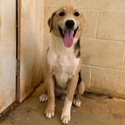 Photo of Bush 5808, adoptable Mixed Breed (Medium) in Loxahatchee, Florida