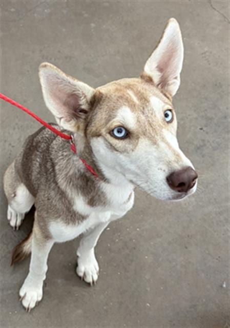 Photo of Stella, adoptable Mixed Breed