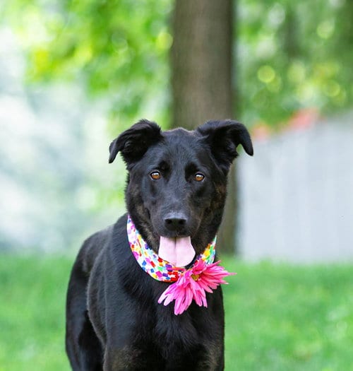 Photo of Dolly, adoptable German Shepherd Dog in Unionville, Pennsylvania
