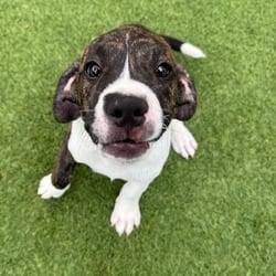 Photo of Patch 5092, adoptable Terrier (Unknown Type, Medium) in Loxahatchee, Florida