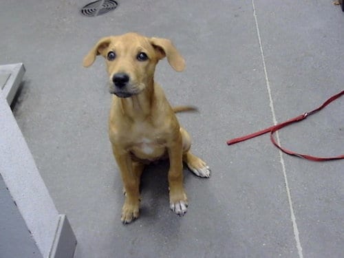 Photo of Mabel, adoptable Black Mouth Cur in Mesa, Arizona