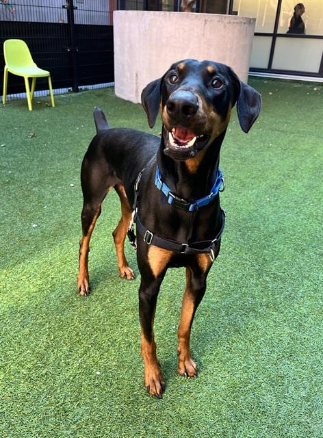 Photo of Rango, adoptable Doberman Pinscher in San Francisco, California