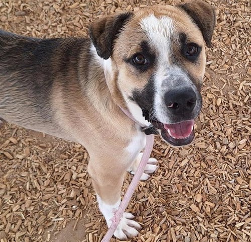 Photo of Chico, adoptable German Shepherd Dog in Albuquerque, New Mexico