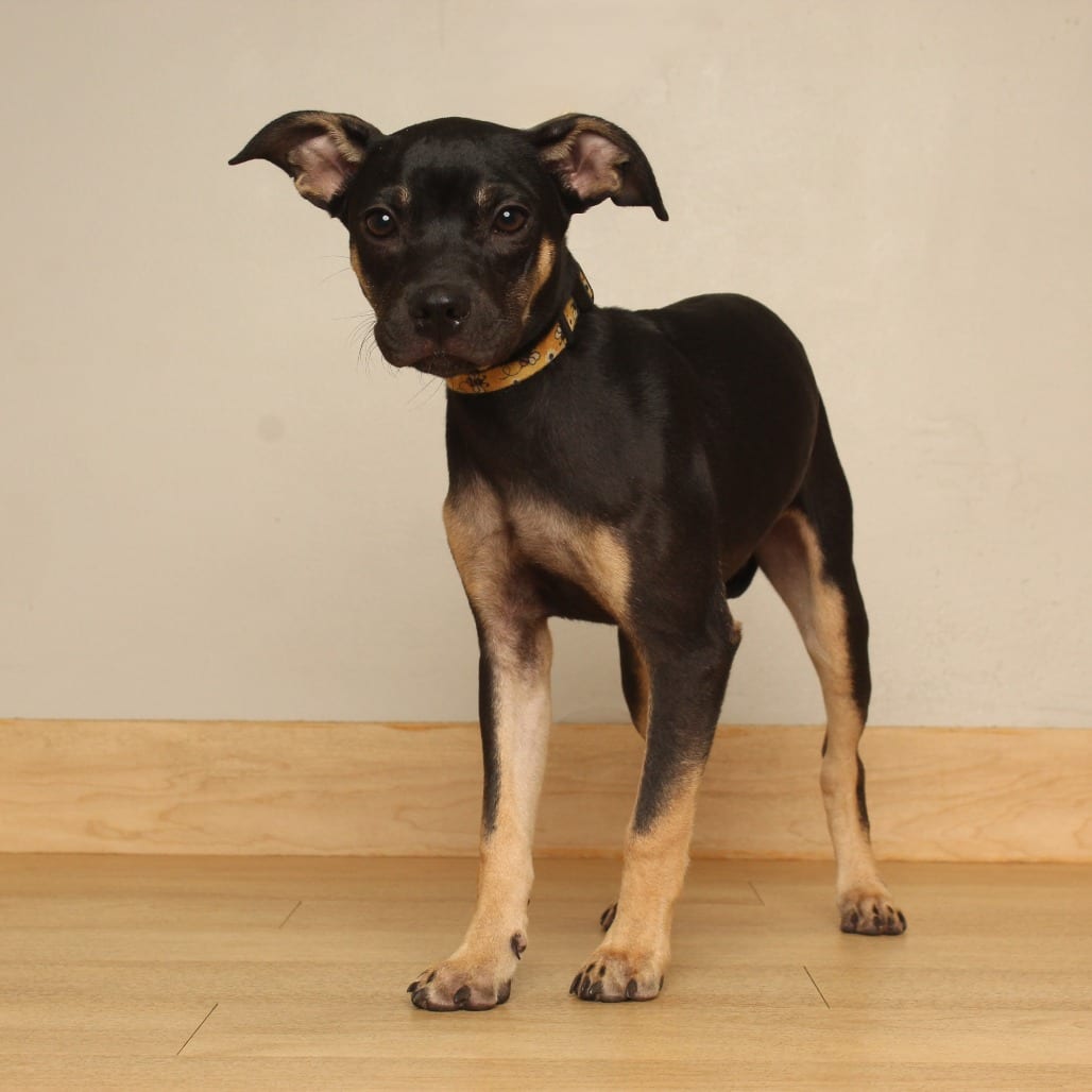 Photo of Bongo D70578, adoptable Terrier, American Pit Bull / Bulldog, French in Minnesota, Minnesota