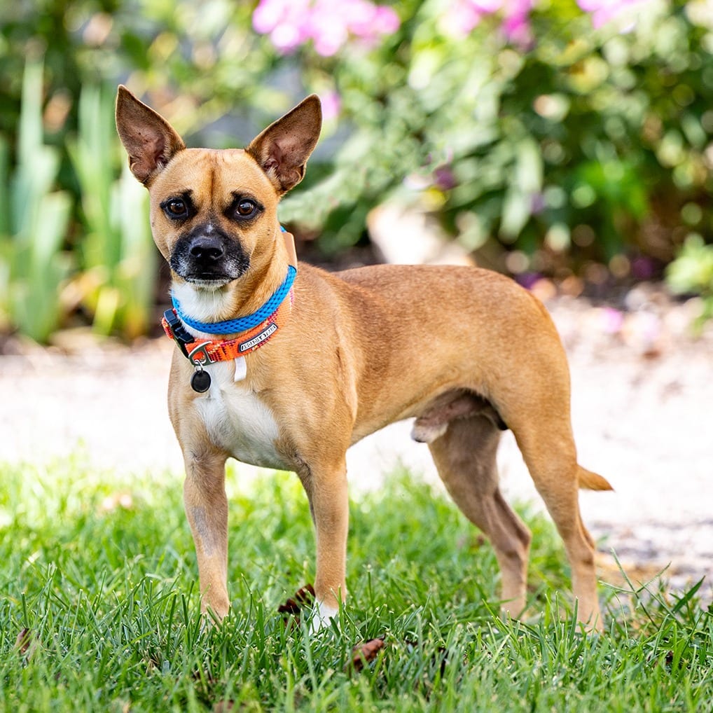 Photo of Duke, adoptable Chihuahua / Bulldog, French in Council Bluffs, Iowa