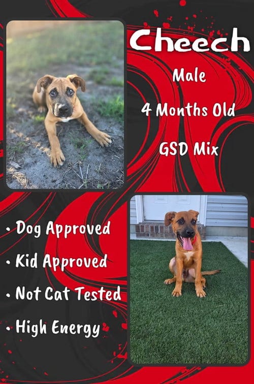 Photo of Cheech, adoptable Shepherd in Jacksonville, North Carolina