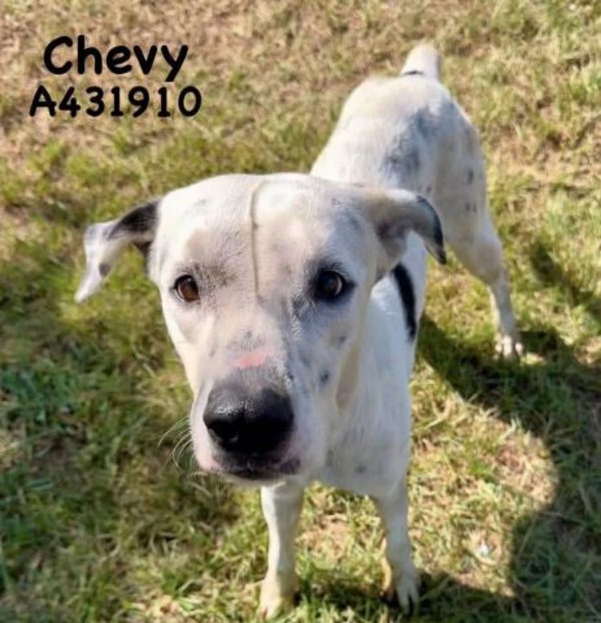 Photo of Chevy, adoptable Dalmatian in Conroe, Texas