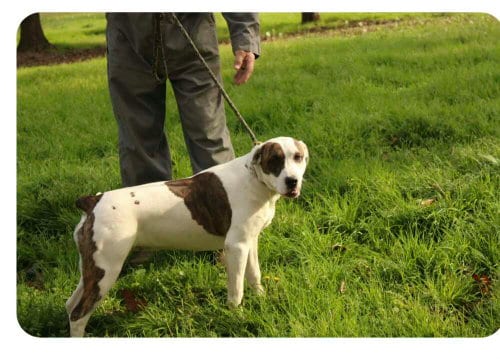 Photo of Finley, adoptable American Bulldog in FRAMINGHAM, Massachusetts