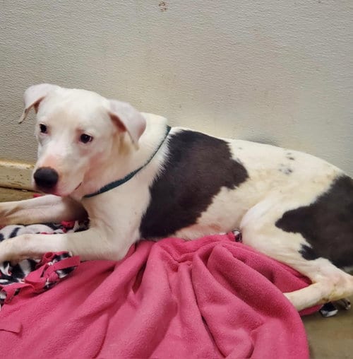 Photo of Miles, adoptable Labrador Retriever in Amarillo, Texas