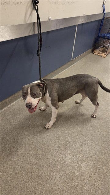 Photo of Gypsy, adoptable Pit Bull Terrier in Miami, Florida
