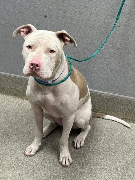 Photo of Bruno, adoptable Pit Bull Terrier in Las Vegas, Nevada
