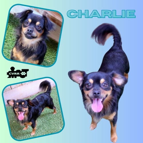 Photo of Charlie, adoptable Chihuahua in Lindsay, California