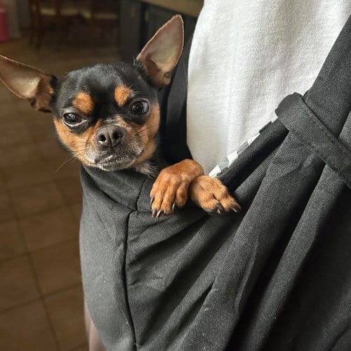 Photo of Loki, adoptable Chihuahua in Spring Lake, North Carolina