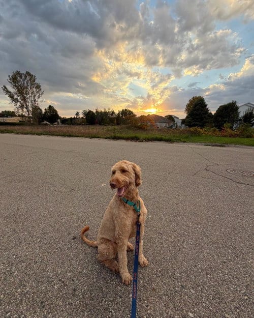 Photo of Ravioli, adoptable Golden Retriever in Holland, Michigan
