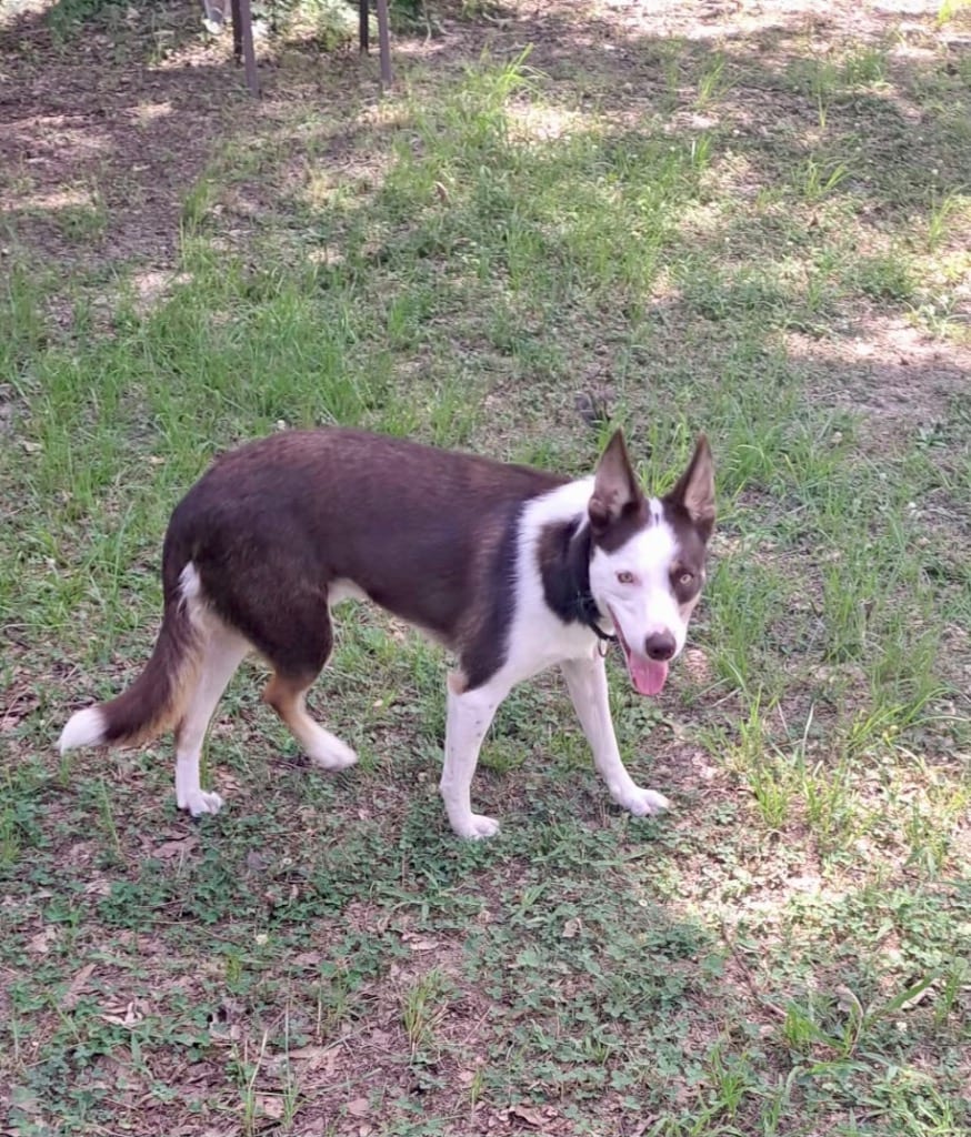 Photo of Whisky, adoptable Border Collie in Texas