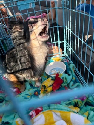 Photo of Mort, adoptable dog in Atlanta, Georgia
