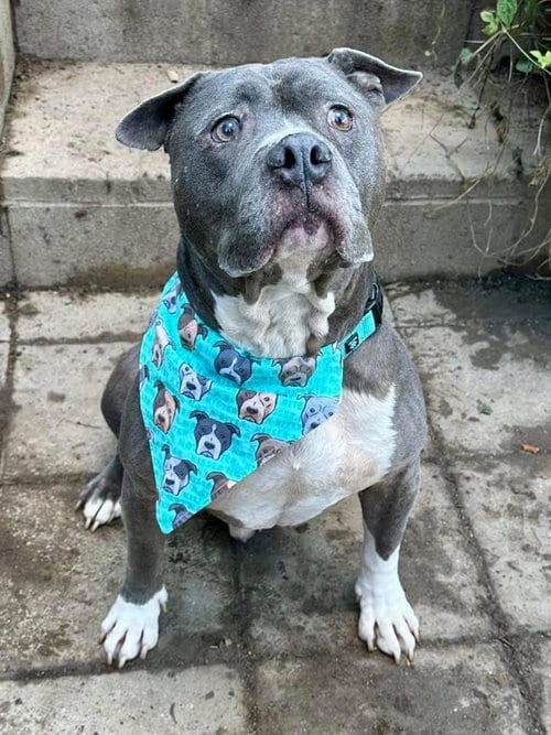 Photo of Storm, adoptable American Pit Bull Terrier in Redlands, California