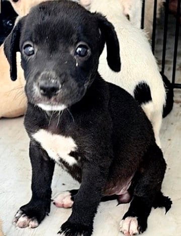 Photo of A660536, adoptable Labrador Retriever in Houston, Texas