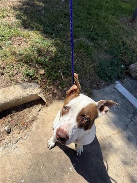 Photo of A662246, adoptable Staffordshire Bull Terrier in Houston, Texas