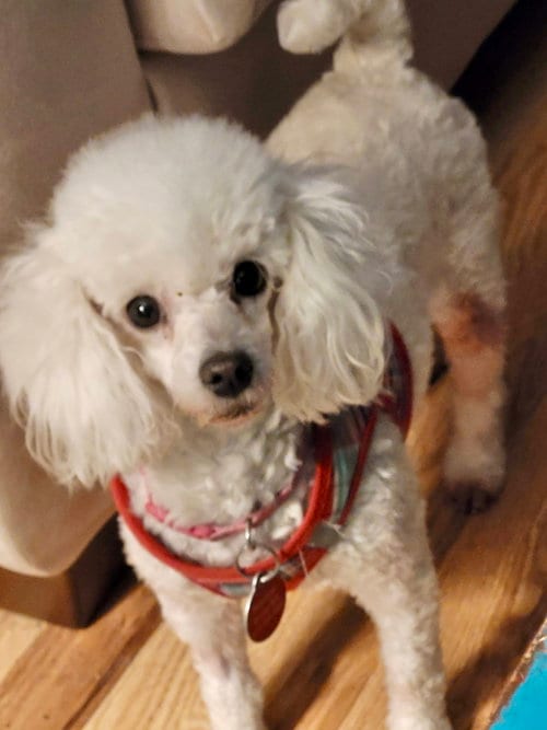 Photo of Brigette, adoptable Poodle (Toy) in St. Louis Park, Minnesota