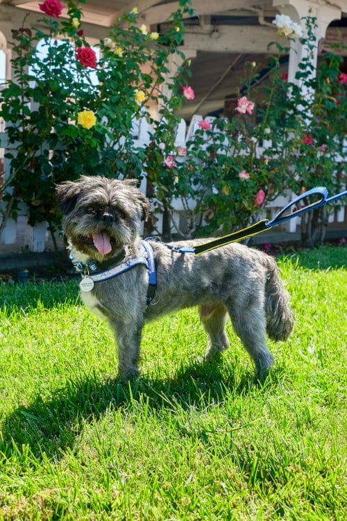 Photo of Hiccup, adoptable Shih Tzu in San Jose, California
