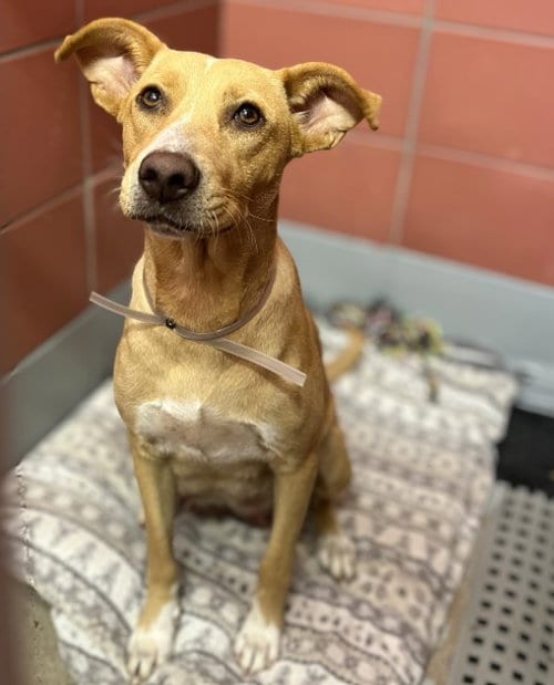 Photo of Suzy, adoptable Staffordshire Bull Terrier in Houston, Texas