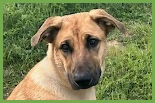 Photo of Gracie, adoptable Belgian Shepherd Malinois in Amherst, Massachusetts