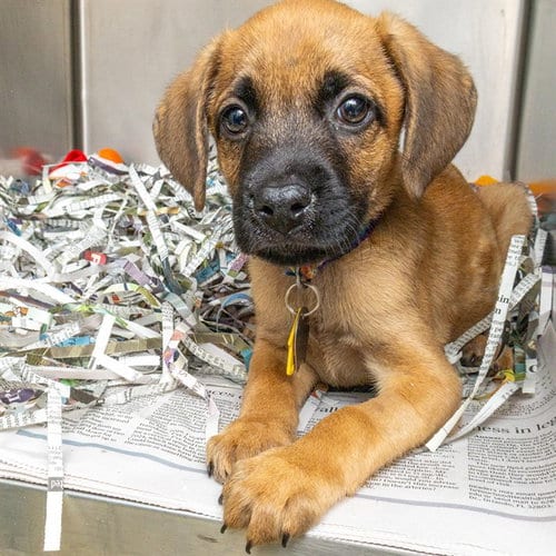 Photo of Ralph, adoptable Labrador Retriever in St Louis, Missouri