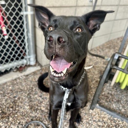 Photo of Junie B, adoptable Labrador Retriever in Mesa, Arizona