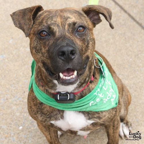 Photo of Thatcher, adoptable Hound in Washington, District of Columbia