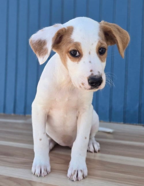 Photo of Mimosa, adoptable Border Collie in Sedalia, Colorado