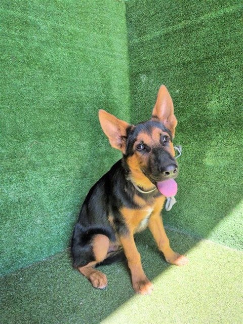 Photo of David, adoptable German Shepherd Dog in Lancaster, California