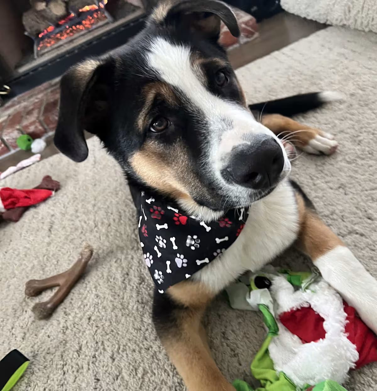 Photo of Scout, adoptable American Bulldog German Shepherd Dog in Boulder, Colorado
