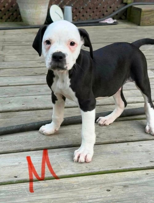 Photo of Blaze, adoptable Bulldog in Osgood, Indiana