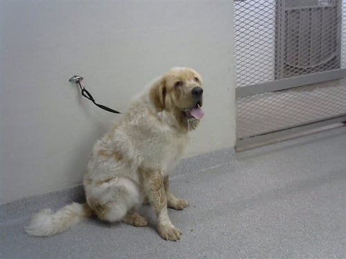 Photo of Rufus, adoptable Great Pyrenees in Pasadena, Texas