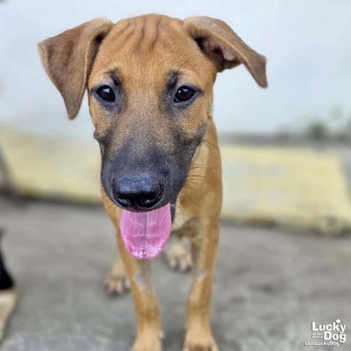 Photo of Rusty, adoptable Black Mouth Cur in Washington, District of Columbia