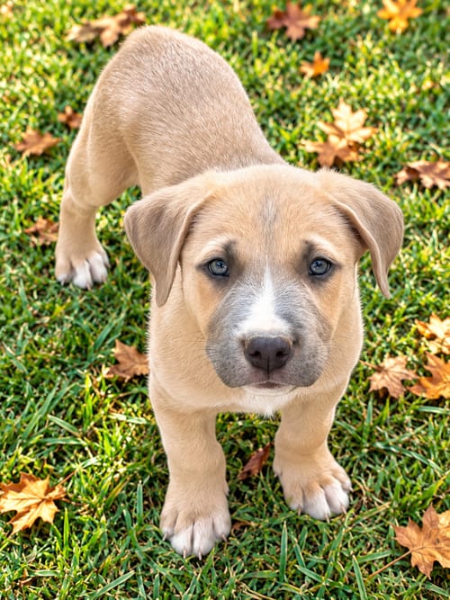 Photo of Hulk, adoptable Golden Retriever in Nashville, Tennessee