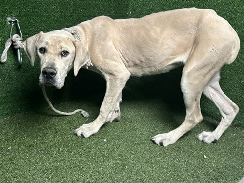 Photo of Carrie, adoptable Labrador Retriever in Lancaster, California