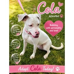 Photo of Cola, adoptable American Pit Bull Terrier in Texas City, Texas