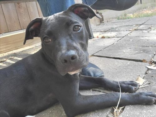 Photo of Ziggy, adoptable Staffordshire Bull Terrier in Houston, Texas