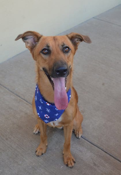 Photo of Donut, adoptable German Shepherd Dog in McKinney, Texas