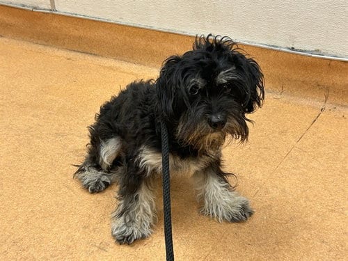Photo of Connor, adoptable Terrier in Martinez, California