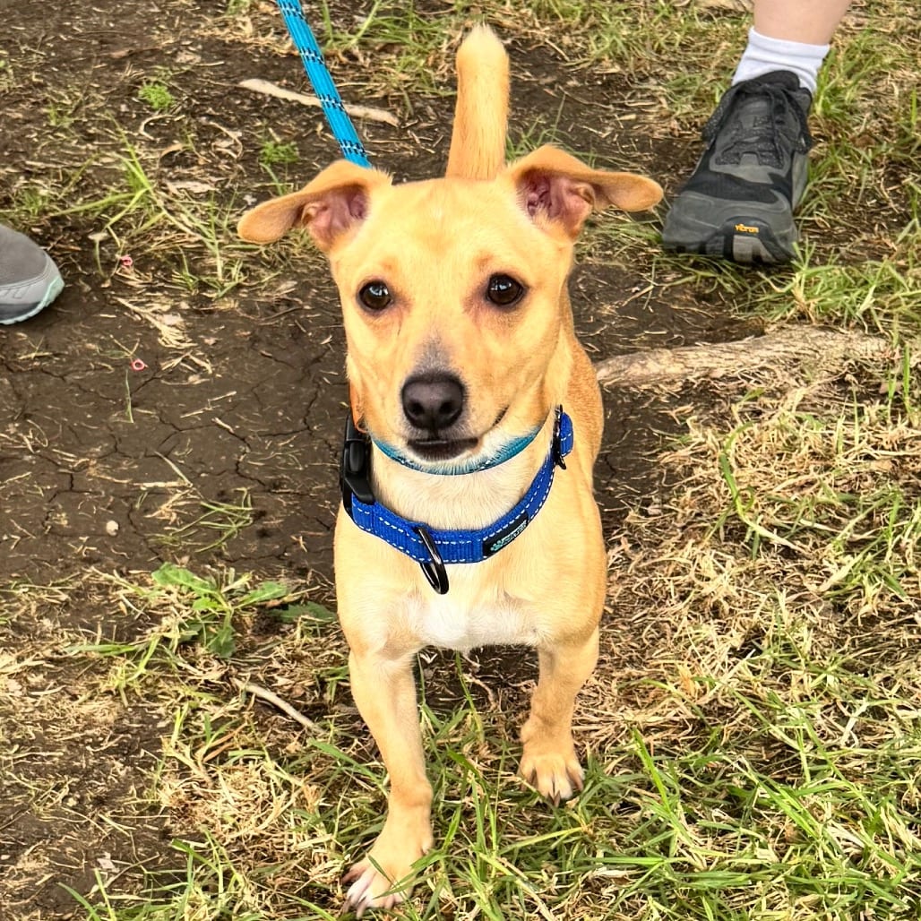 Photo of Chowder - Chino Hills Location, adoptable Chihuahua / Dachshund