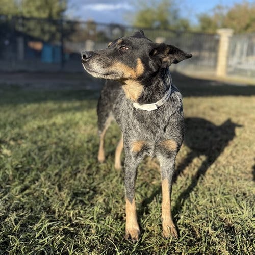 Photo of Sky, adoptable Australian Cattle Dog/Blue Heeler in Riverside, California