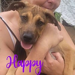 Photo of 7 Dwarfs Litter, adoptable Shepherd (Unknown Type) in Framingham, Massachusetts