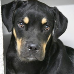 Photo of Ross, adoptable Labrador Retriever Mixed Breed (Medium) in Columbus, North Carolina
